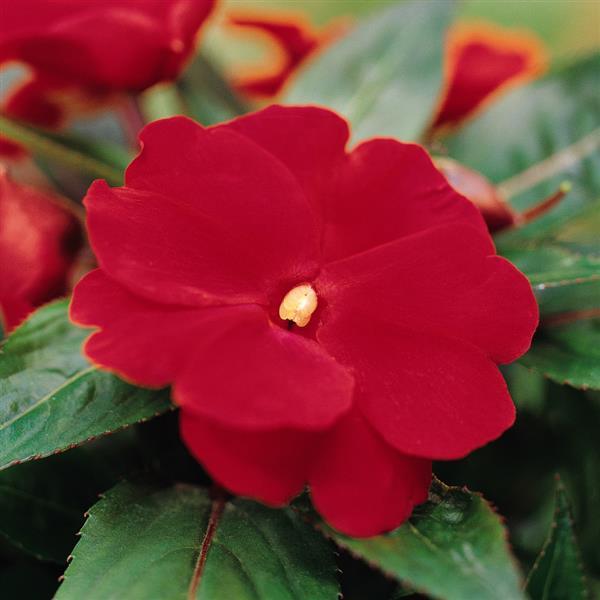 Celebration Deep Red New Guinea Impatiens - Bloom