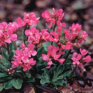 Arabis blepharophylla Red Sensation - Bloom