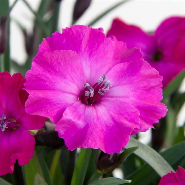 Scully Dianthus - Bloom