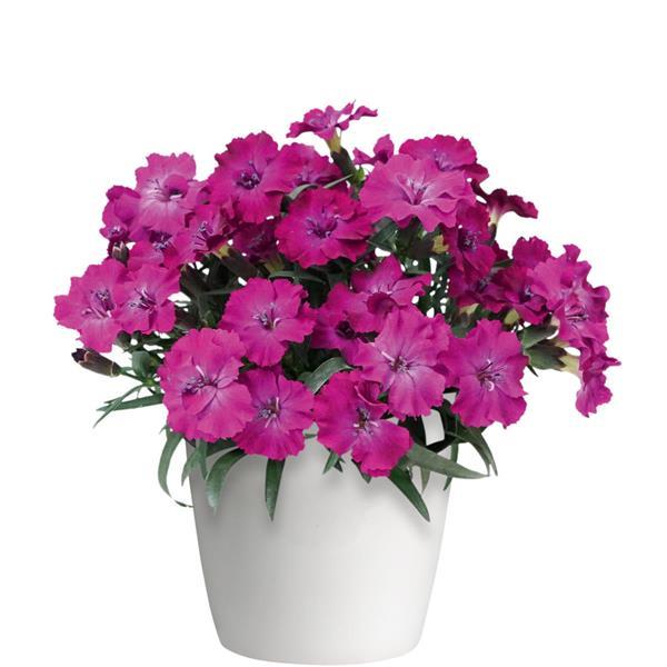 Scully Dianthus - Container