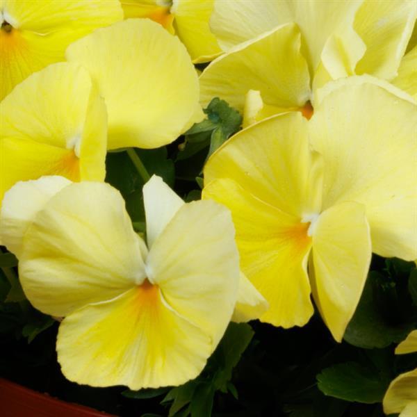 Spring Grandio Primrose Pansy - Bloom