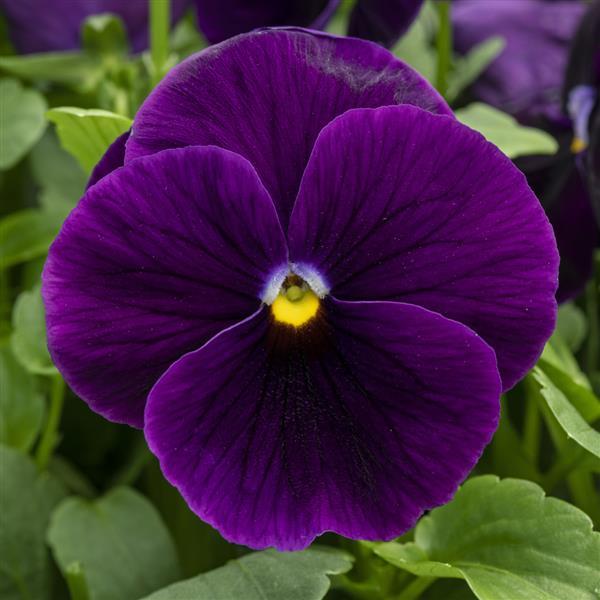 Spring Grandio Purple Pansy - Bloom