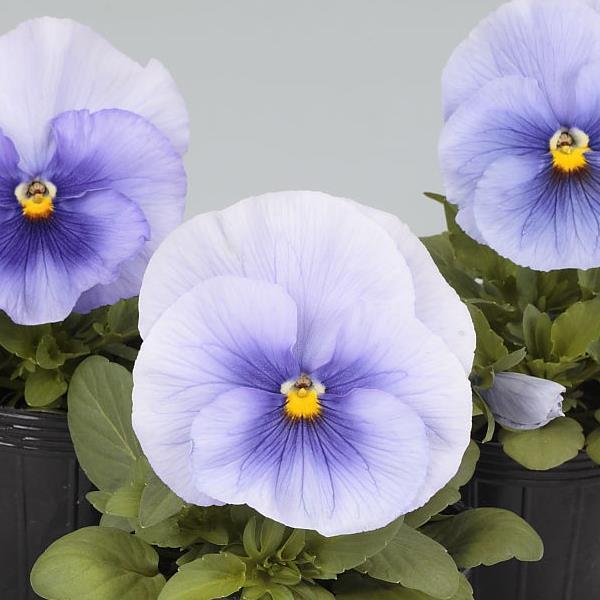 Spring Grandio Silver Blue Pansy - Bloom