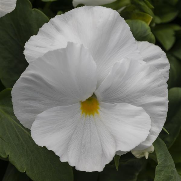 Spring Grandio White Pansy - Bloom