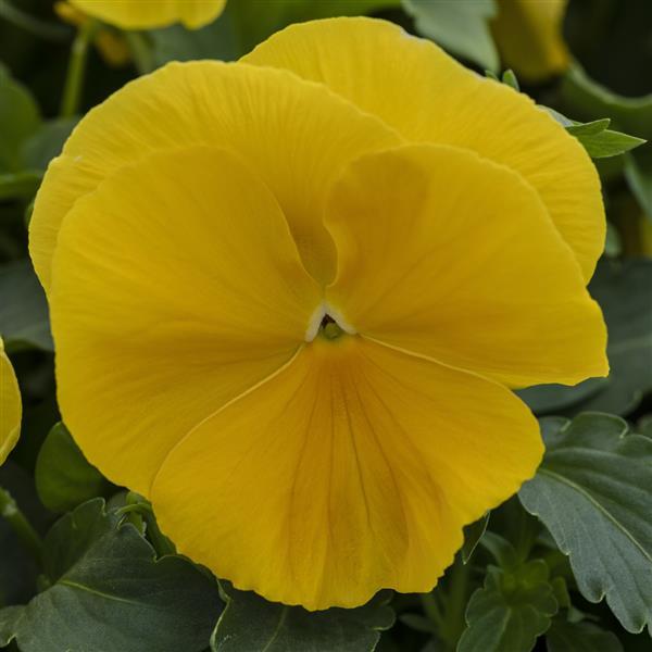 Spring Grandio Yellow Pansy - Bloom
