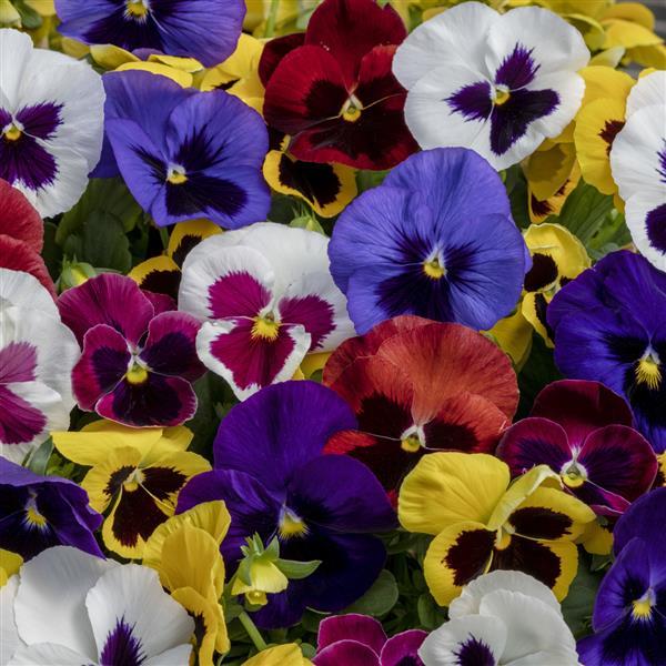 Spring Grandio Blotch Mix Pansy - Bloom