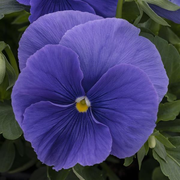 Spring Grandio True Blue Pansy - Bloom