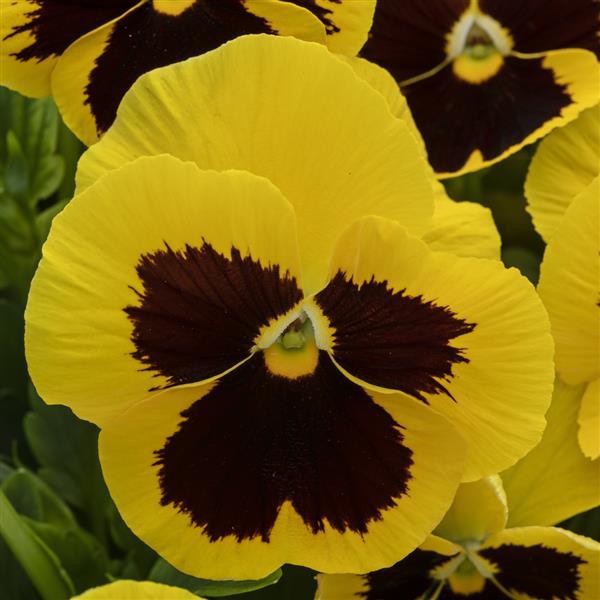 Spring Grandio Yellow with Blotch Pansy - Bloom