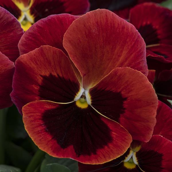 Spring Grandio Red with Blotch Pansy - Bloom