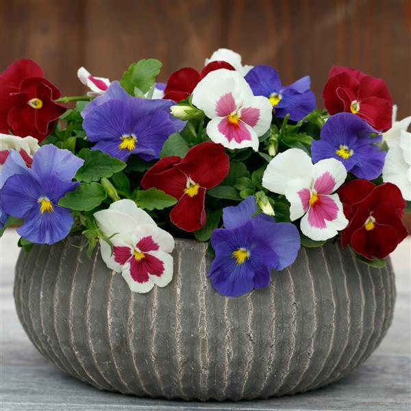 Spring Grandio Star Spangled Mix Pansy - Container