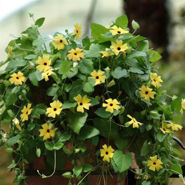 Sunny™ Lemon Star Thunbergia - Container