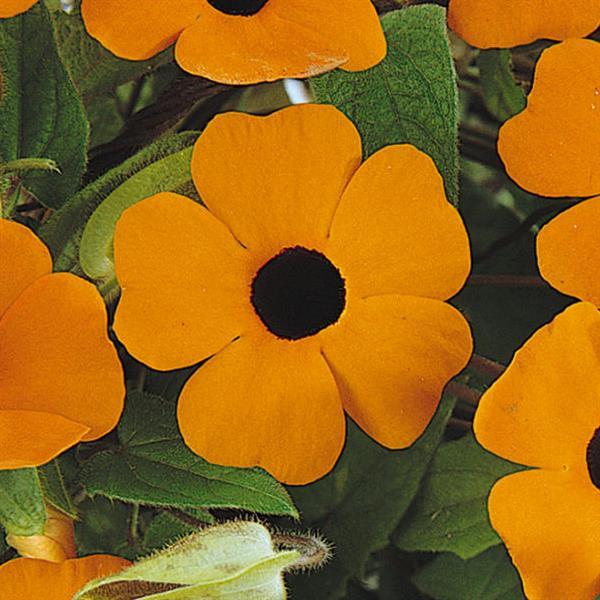 Sunny™ Orange Wonder Thunbergia - Bloom