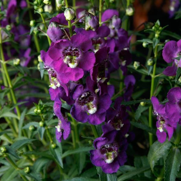 Angelissa™ Purple Angelonia - Bloom