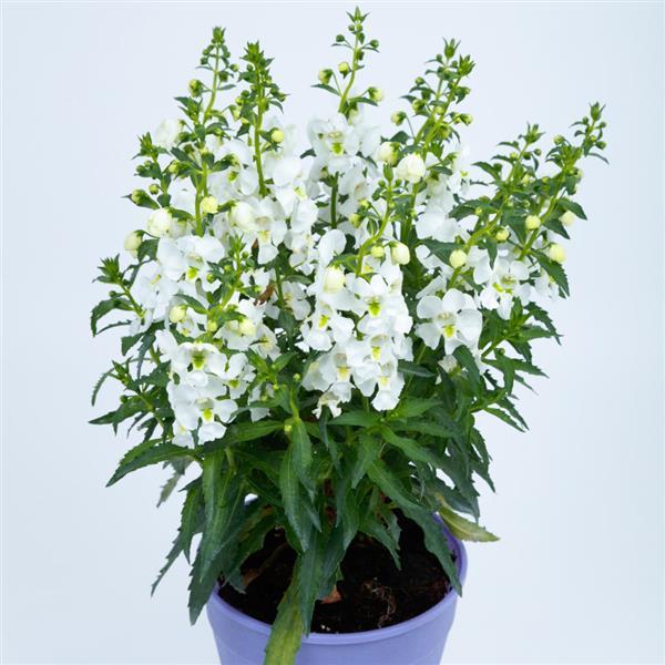 Angelissa™ White Angelonia - Container