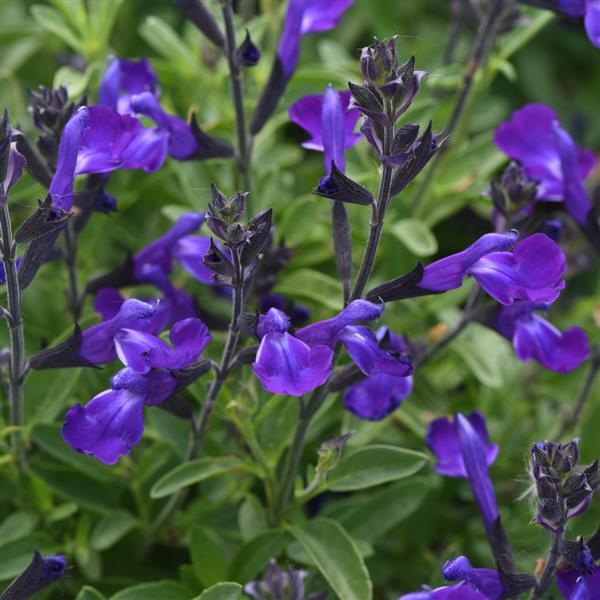 Salvia greggii Mirage™ Blue - Bloom