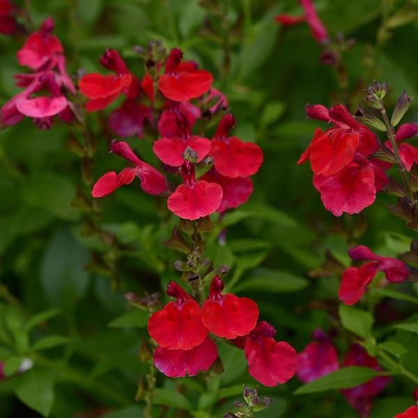 Salvia greggii Mirage™ Cherry Red - Bloom