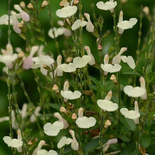 Salvia greggii Mirage™ Cream - Bloom