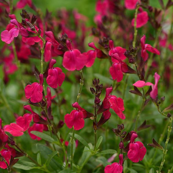 Salvia greggii Mirage™ Neon Rose - Bloom