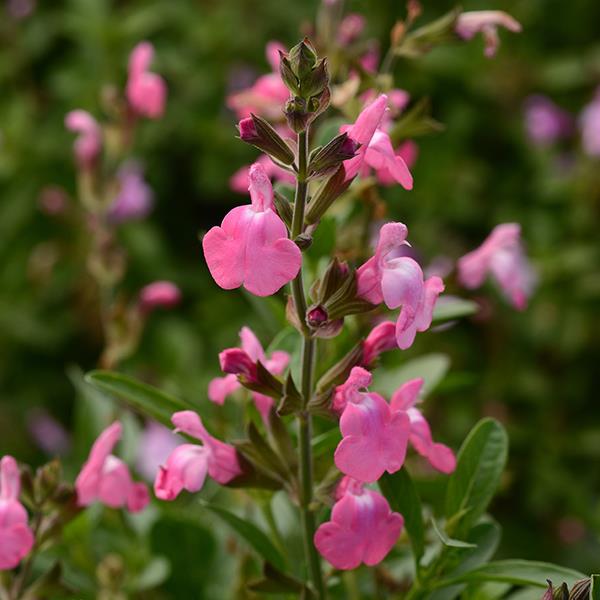 Salvia greggii Mirage™ Pink - Bloom