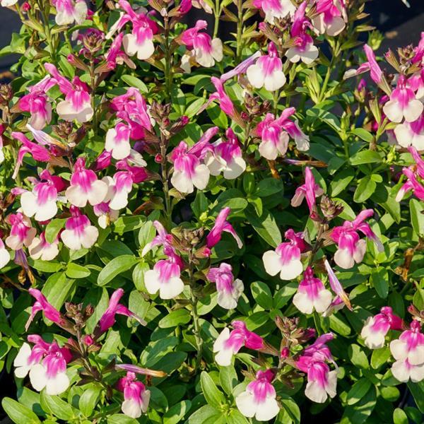 Salvia greggii Mirage™ Rose Bicolor - Bloom