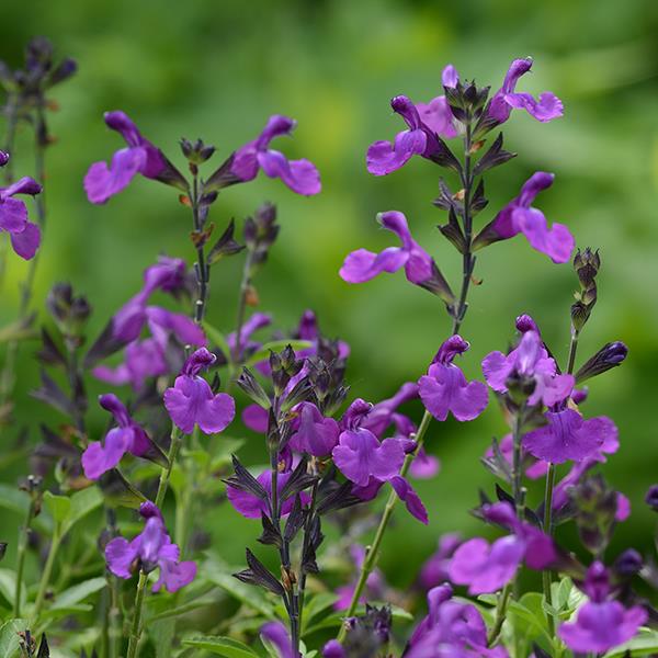 Salvia greggii Mirage™ Violet - Bloom