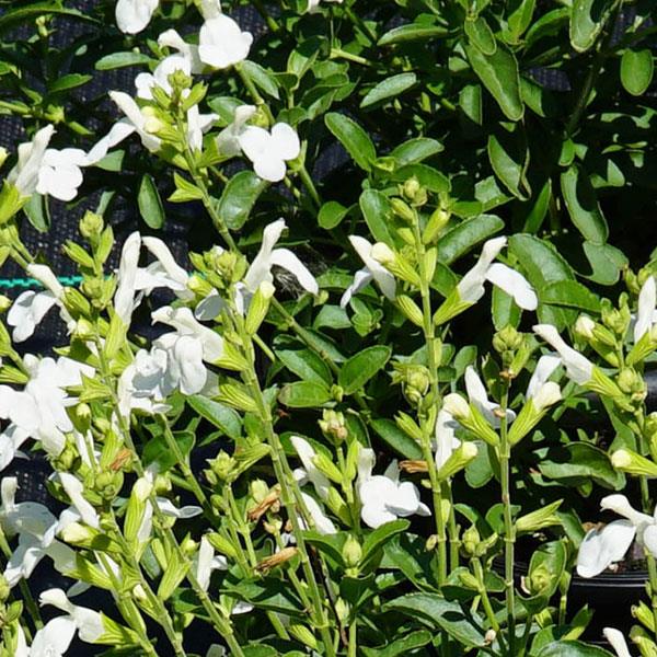 Salvia greggii Mirage™ White - Bloom