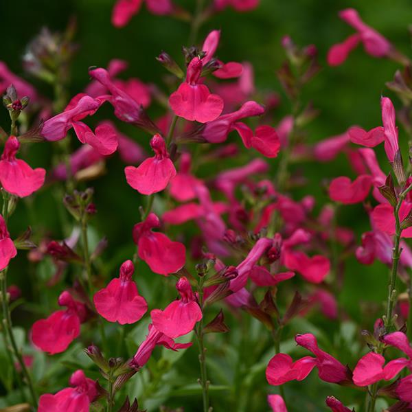 Salvia greggii Mirage™ Hot Pink - Bloom