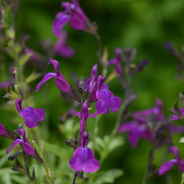 Salvia greggii Mirage™ Deep Purple - Bloom
