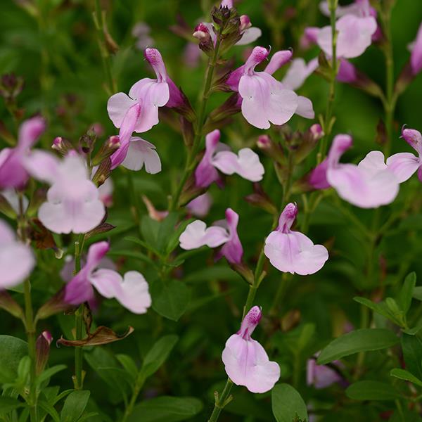 Salvia greggii Mirage™ Soft Pink - Bloom