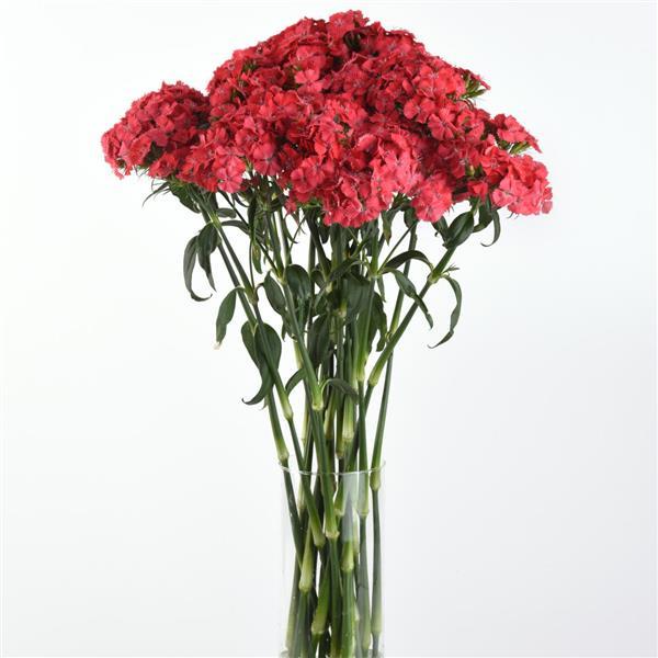 Sweet™ Coral Dianthus - Mono Vase, White Background