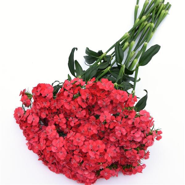 Sweet™ Coral Dianthus - Grower Bunch