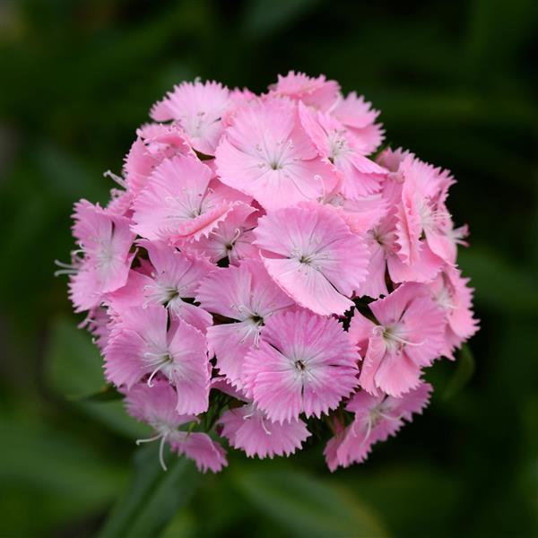 Sweet™ Pink Dianthus - Bloom