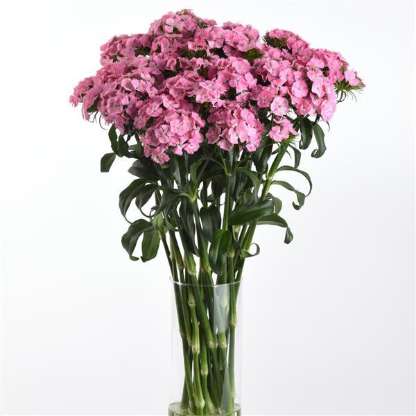 Sweet™ Pink Dianthus - Mono Vase, White Background