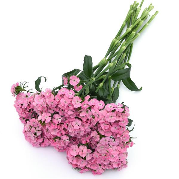 Sweet™ Pink Dianthus - Grower Bunch