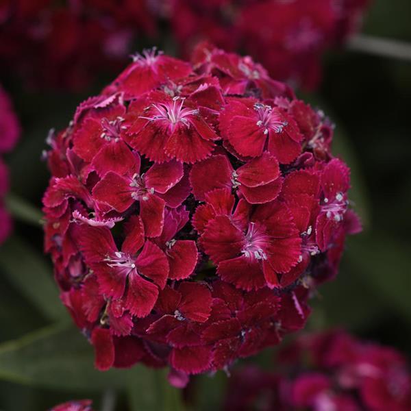Sweet™ Purple Dianthus - Bloom