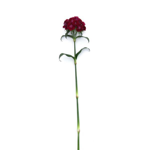 Sweet™ Purple Dianthus - Single Stem, White Background