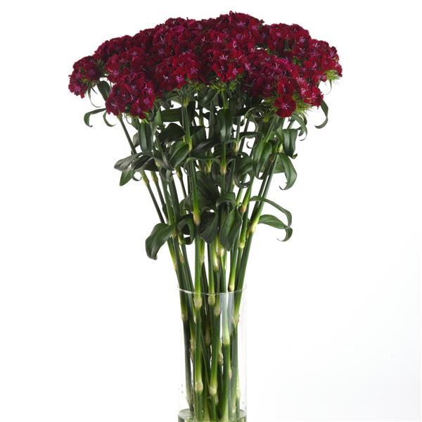 Sweet™ Purple Dianthus - Mono Vase, White Background