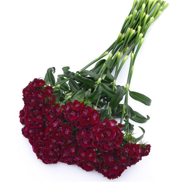 Sweet™ Purple Dianthus - Grower Bunch