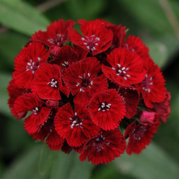 Sweet™ Red Dianthus - Bloom