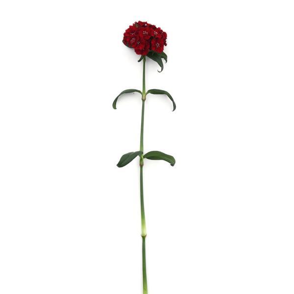 Sweet™ Red Dianthus - Single Stem, White Background