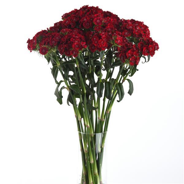 Sweet™ Red Dianthus - Mono Vase, White Background