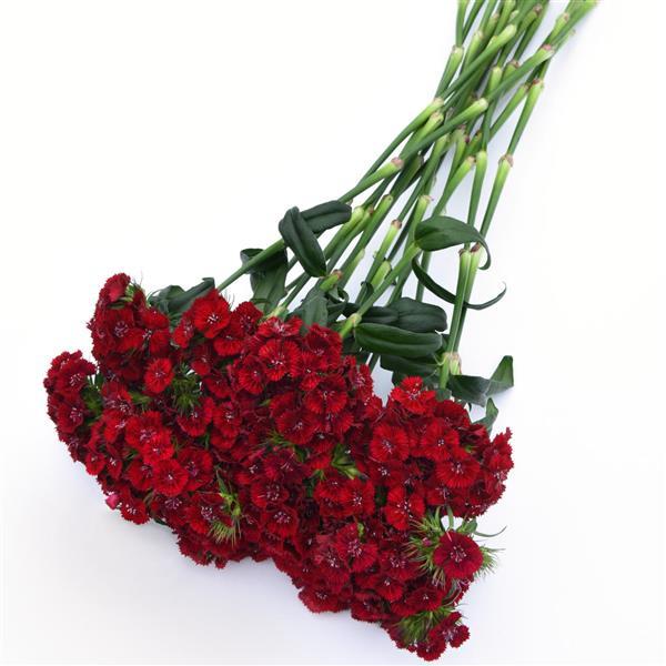 Sweet™ Red Dianthus - Grower Bunch
