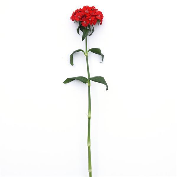 Sweet™ Scarlet Dianthus - Single Stem, White Background