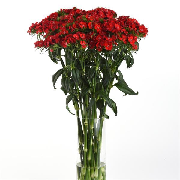 Sweet™ Scarlet Dianthus - Mono Vase, White Background