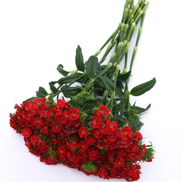 Sweet™ Scarlet Dianthus - Grower Bunch