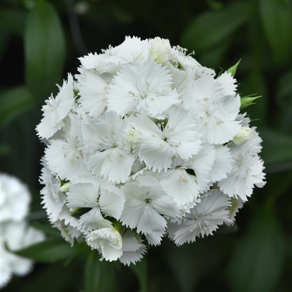 Sweet™ White Dianthus - Bloom
