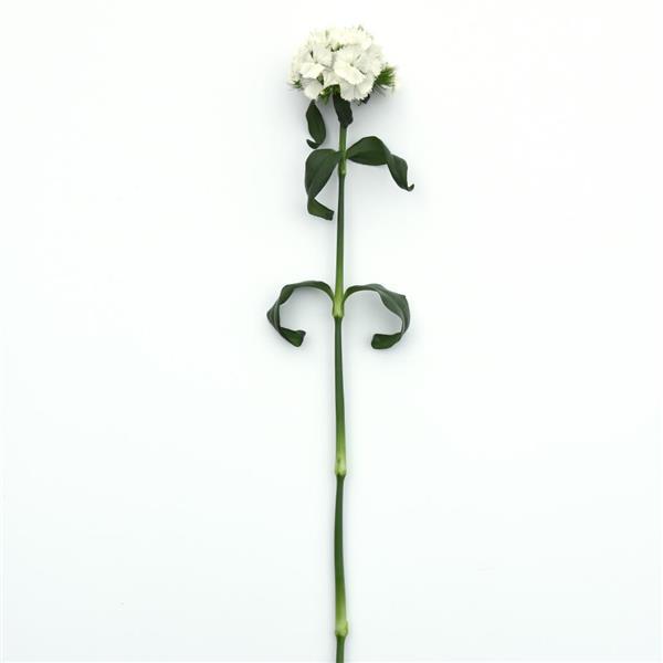 Sweet™ White Dianthus - Single Stem, White Background