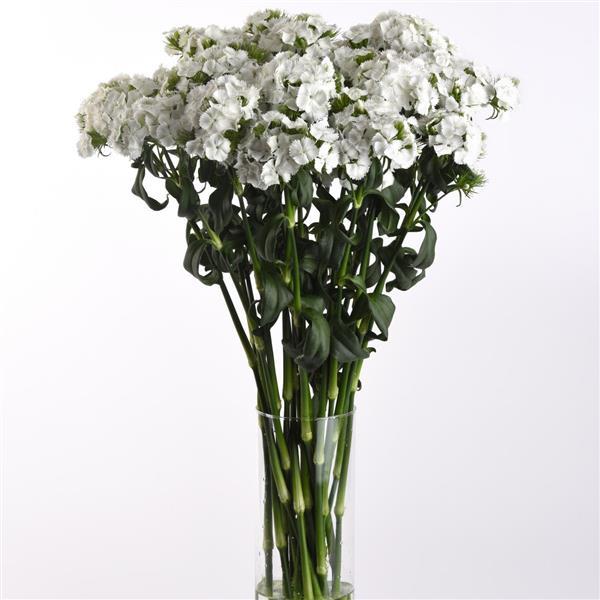 Sweet™ White Dianthus - Mono Vase, White Background