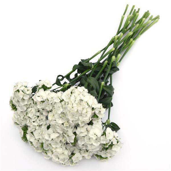Sweet™ White Dianthus - Grower Bunch