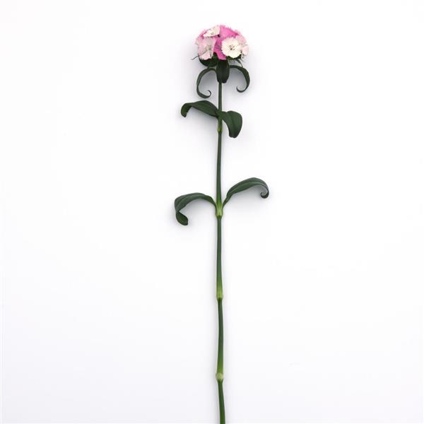 Sweet™ Pink Magic Dianthus - Single Stem, White Background